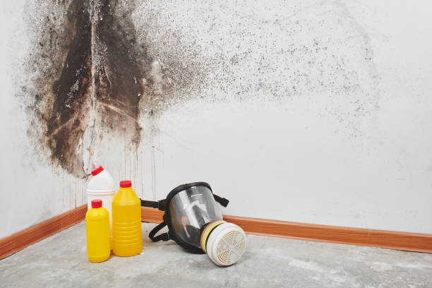 Best White Mold Remediation in Northvale, NJ