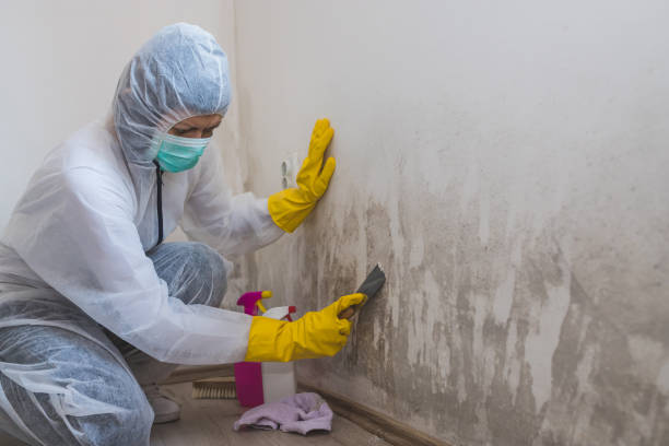 Best Basement Mold Remediation in Northvale, NJ